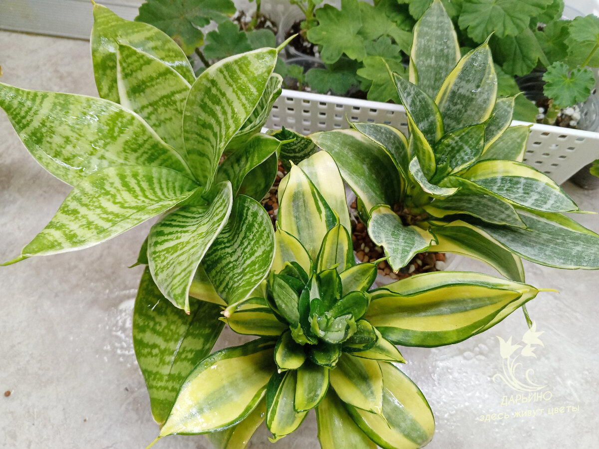 Обработанные сансы