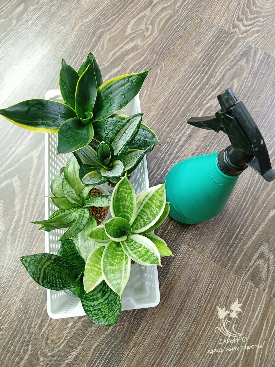 Обработка санс