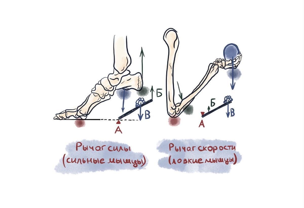 Биомеханика опорно-двигательного аппарата. Виды костных рычагов. | Анна  Фисюк | Дзен