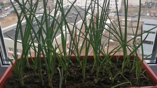 Как вырос лук за две недели. How the onion has grown in two weeks. #лук #огороднабалконе #лукдома