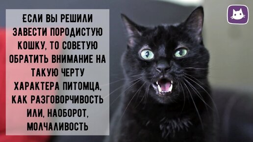 😺Общительные породы кошек, любящие поговорить