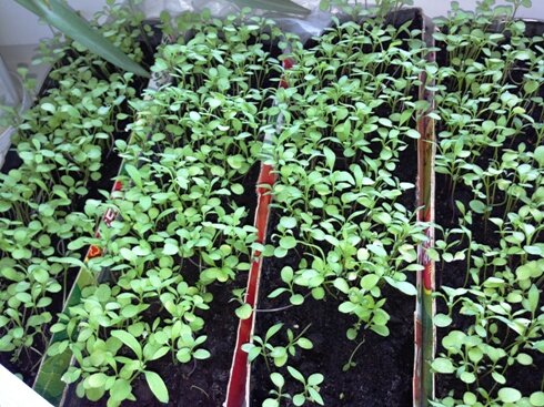 Рассада алиссума, фото автора