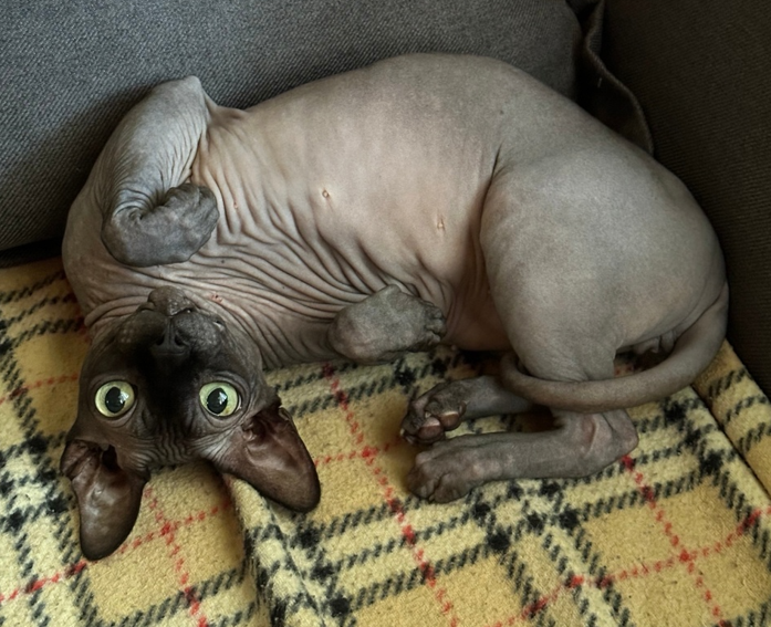 Вот и мой кот 