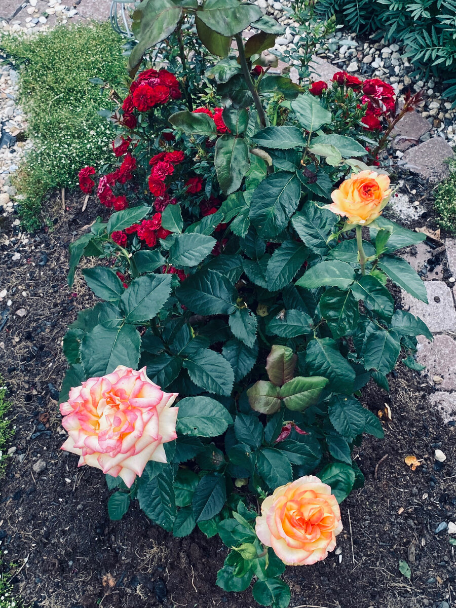 Любимая Роза моего мужа - Сальвадор. Везде фото автора.