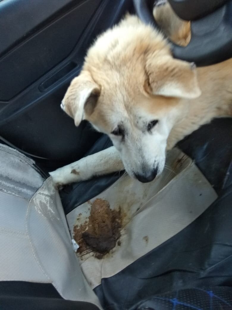 Зовут песика Ботя.