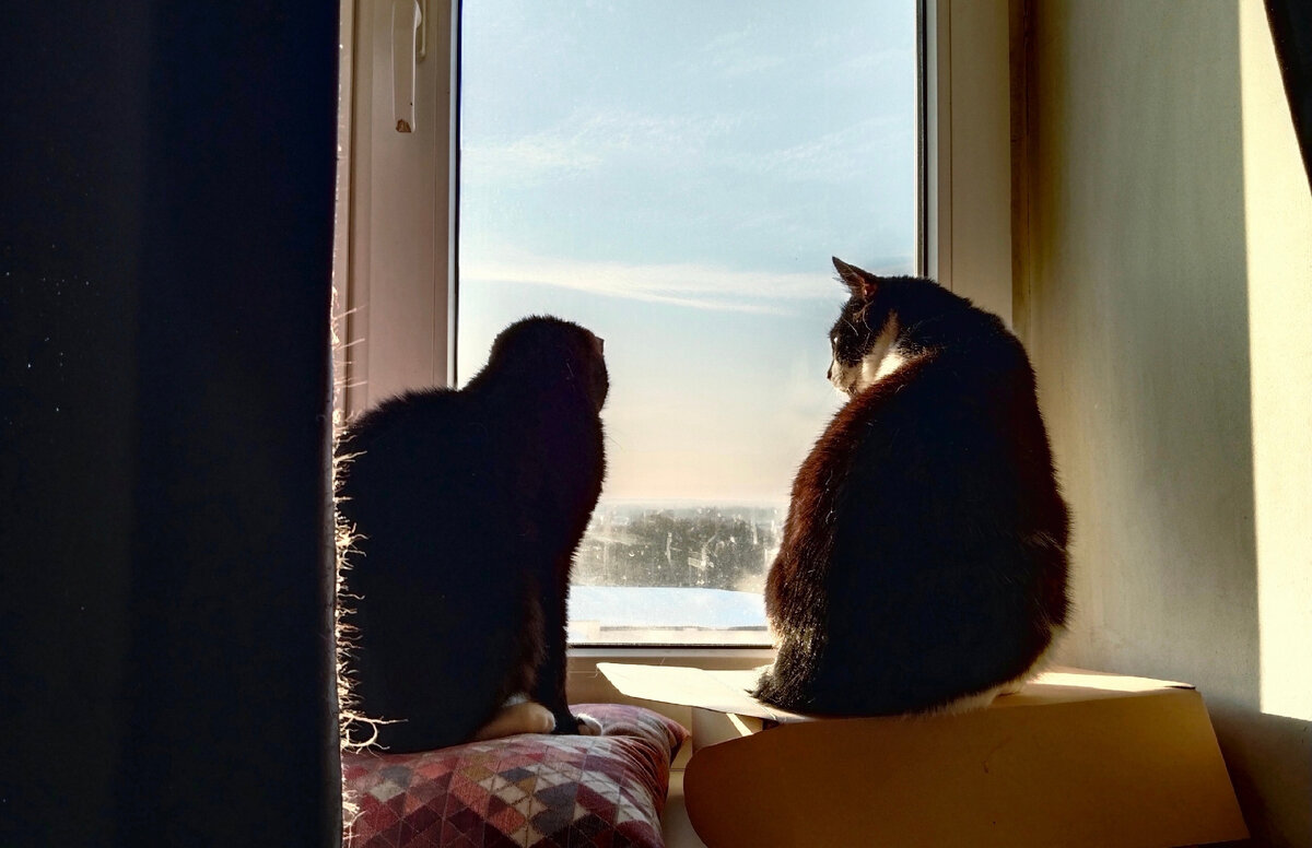 А всякий ли мужчина способен полюбить женщину с котами?))