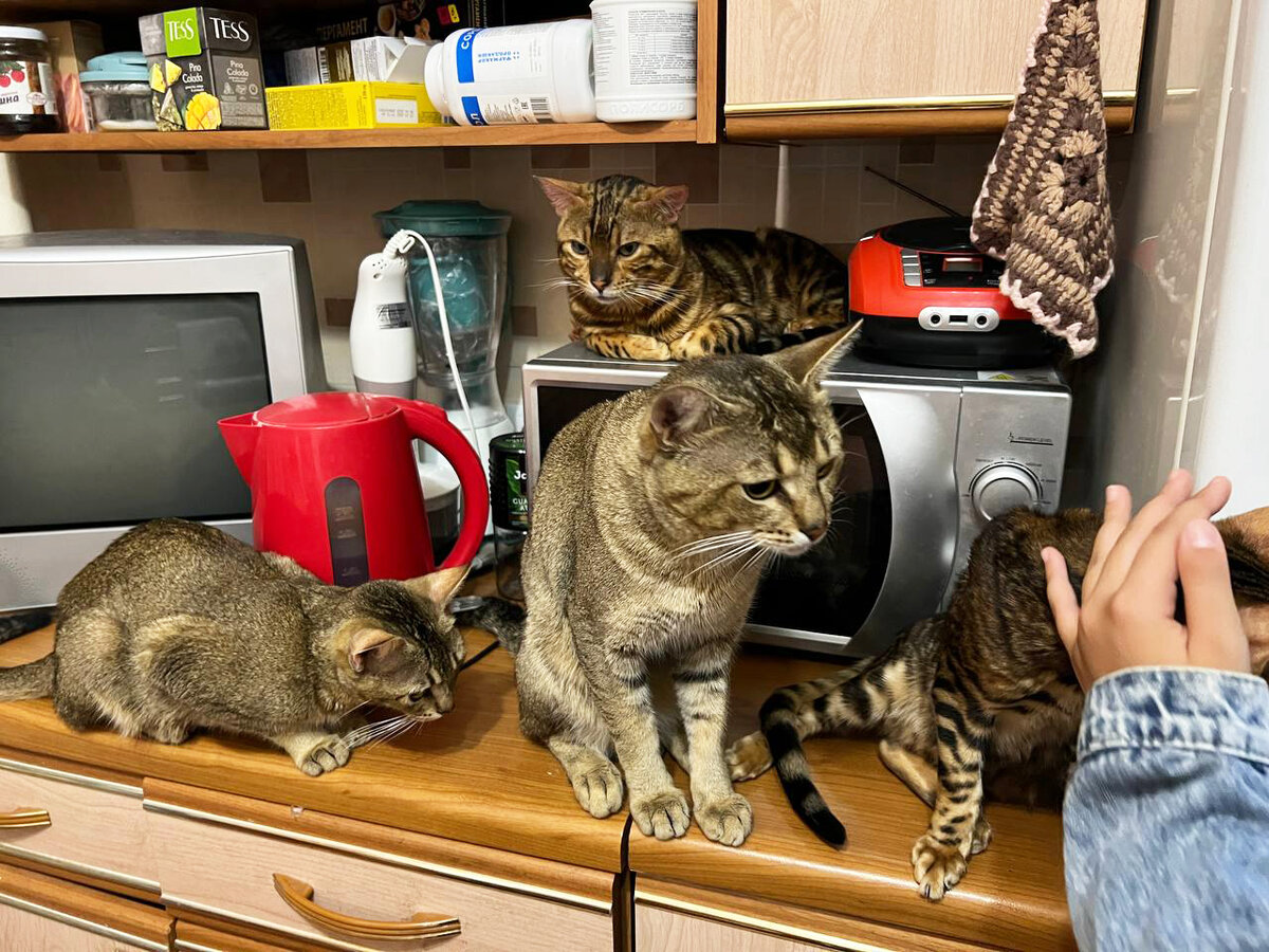 В гостях у хвостатых