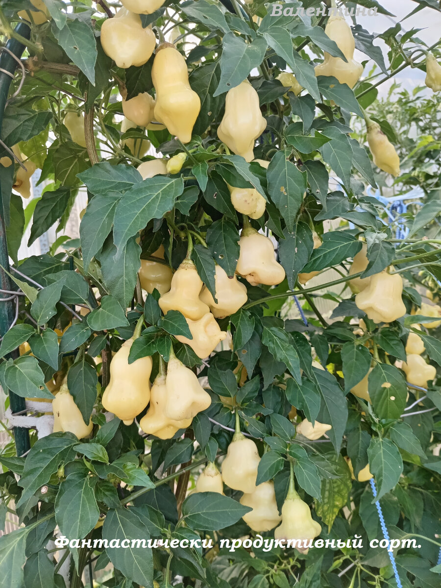 Очень урожайный сорт.