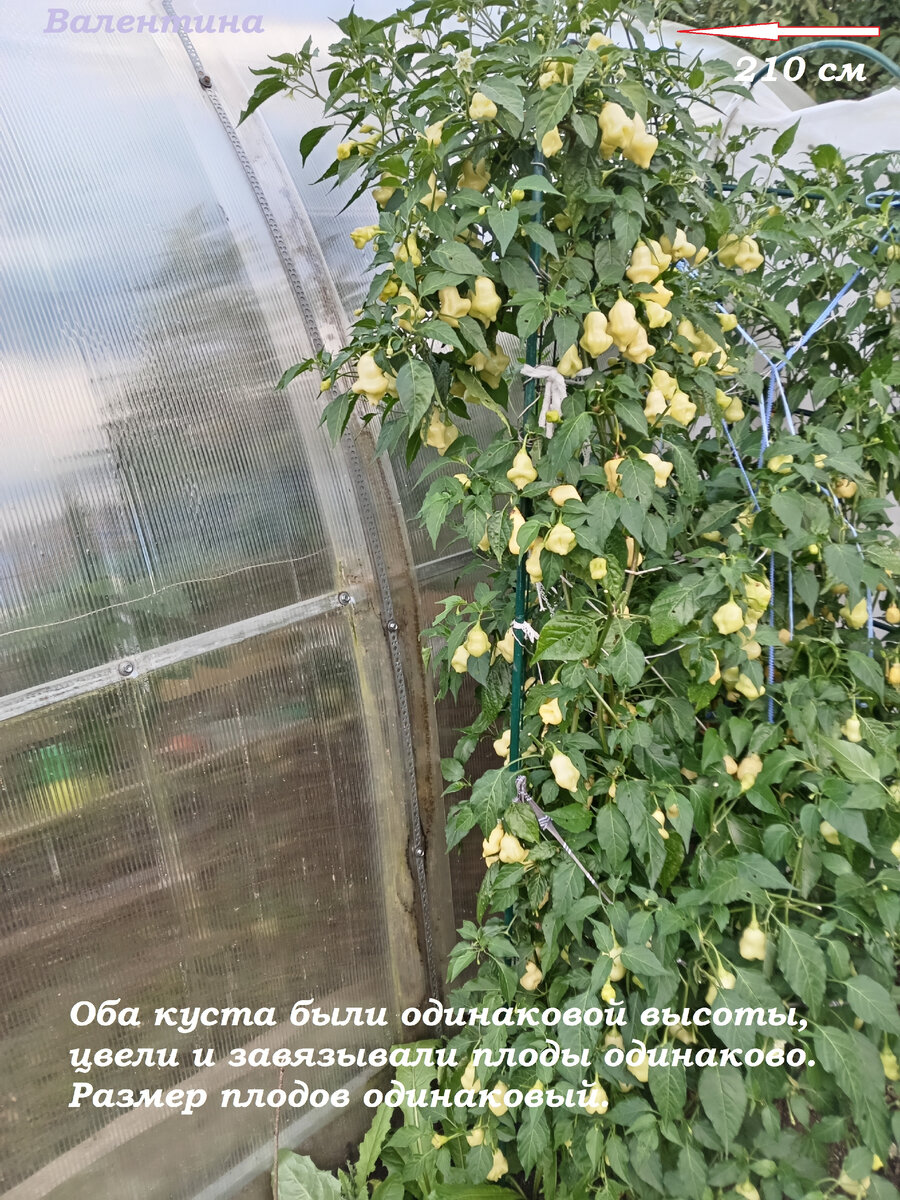 Кусты выросли до конька теплицы.