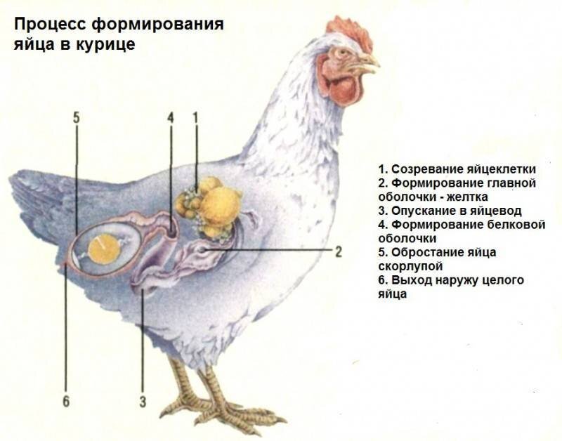 Может ли петух снести. Процесс формирования яиц у кур. Процесс развития яиц у курей. Формирование яйца в курице. Как формируется яйцо в курице.