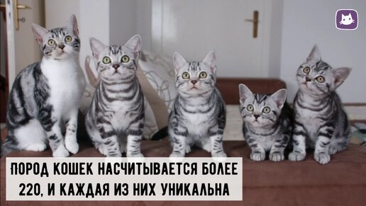 😻Самые редкие породы кошек в России