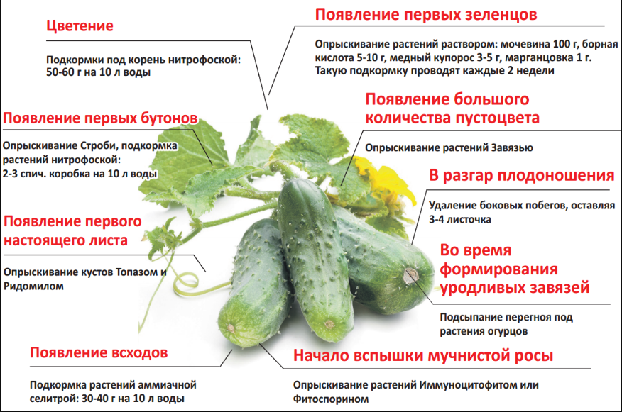 Выбираем комплексные подкормки для огурцов