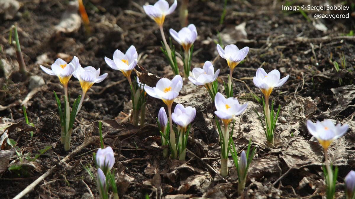 пролеска крокус галантус. примула обыкновенная йеллоу. примула первоцвет. первоцвет 2024. примула ушковая фрост лимон.