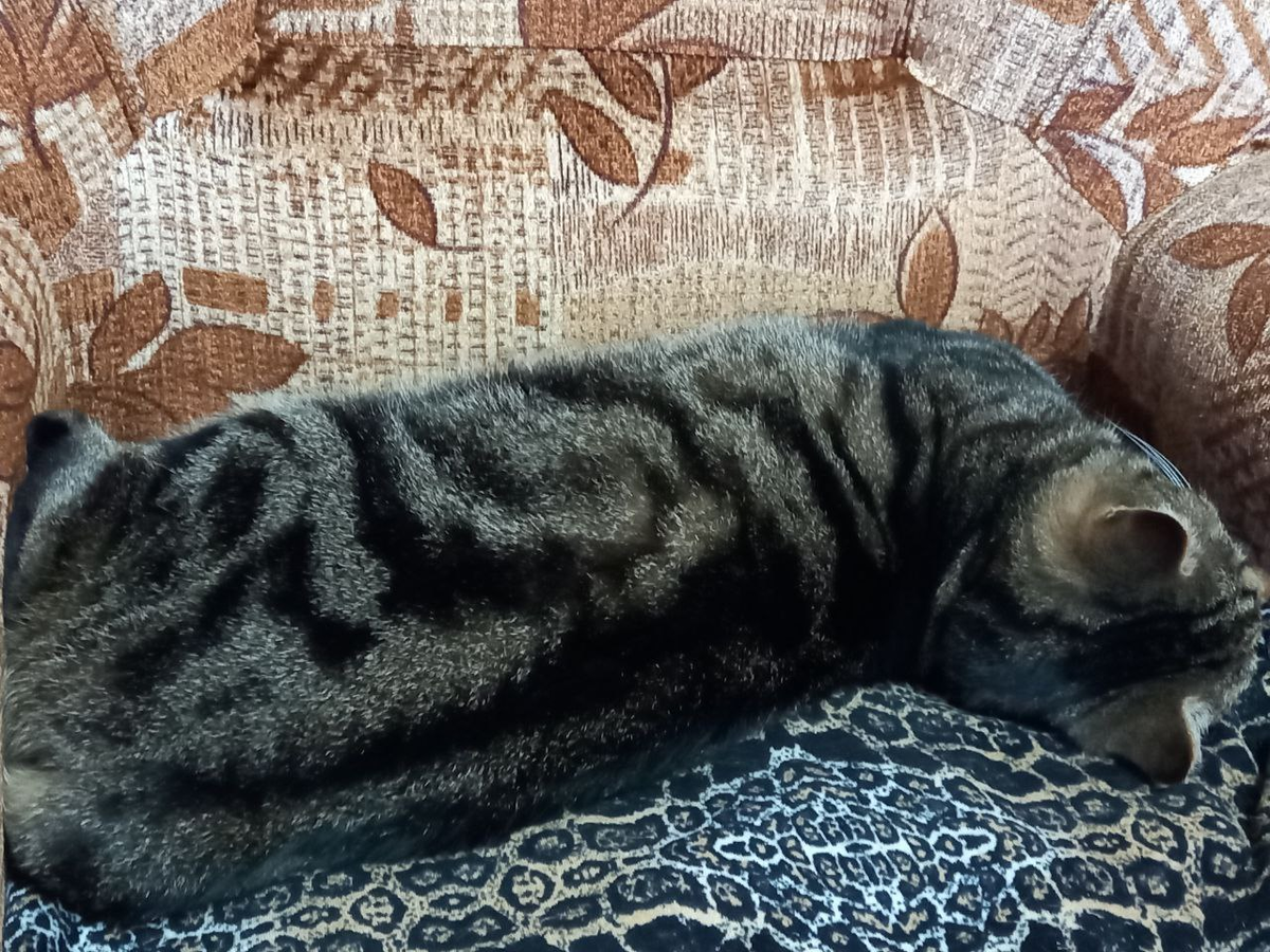 Мой Плюша очень ленив и любит поспать.