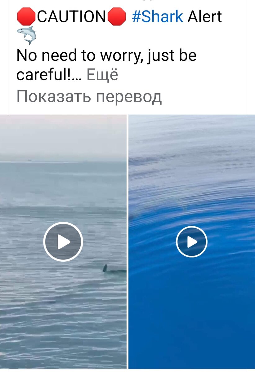 Скриншот видео на которых удалось снять двух акул 30  марта 2024.