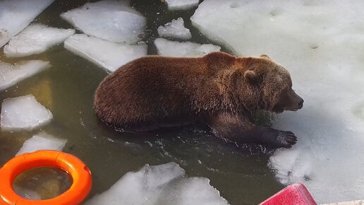 У медведя Мансура пришла весна и пора открывать купальный сезон🐻😱🛟🏊‍♂️