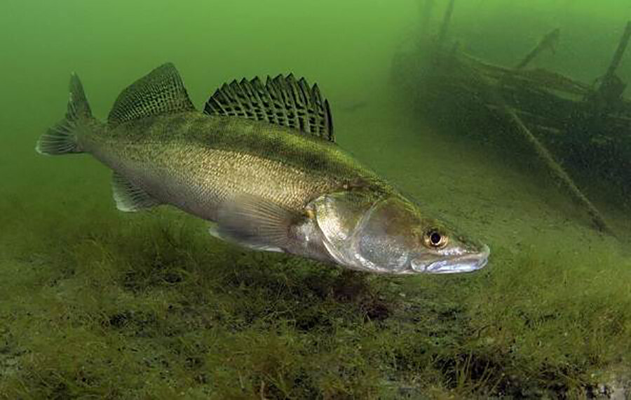     Судак под запретом