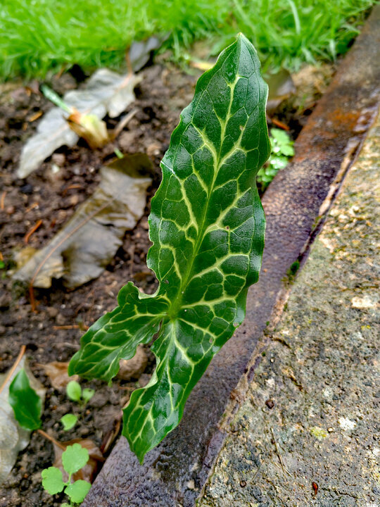 Тот же лист аронника. 30 октября 2023.