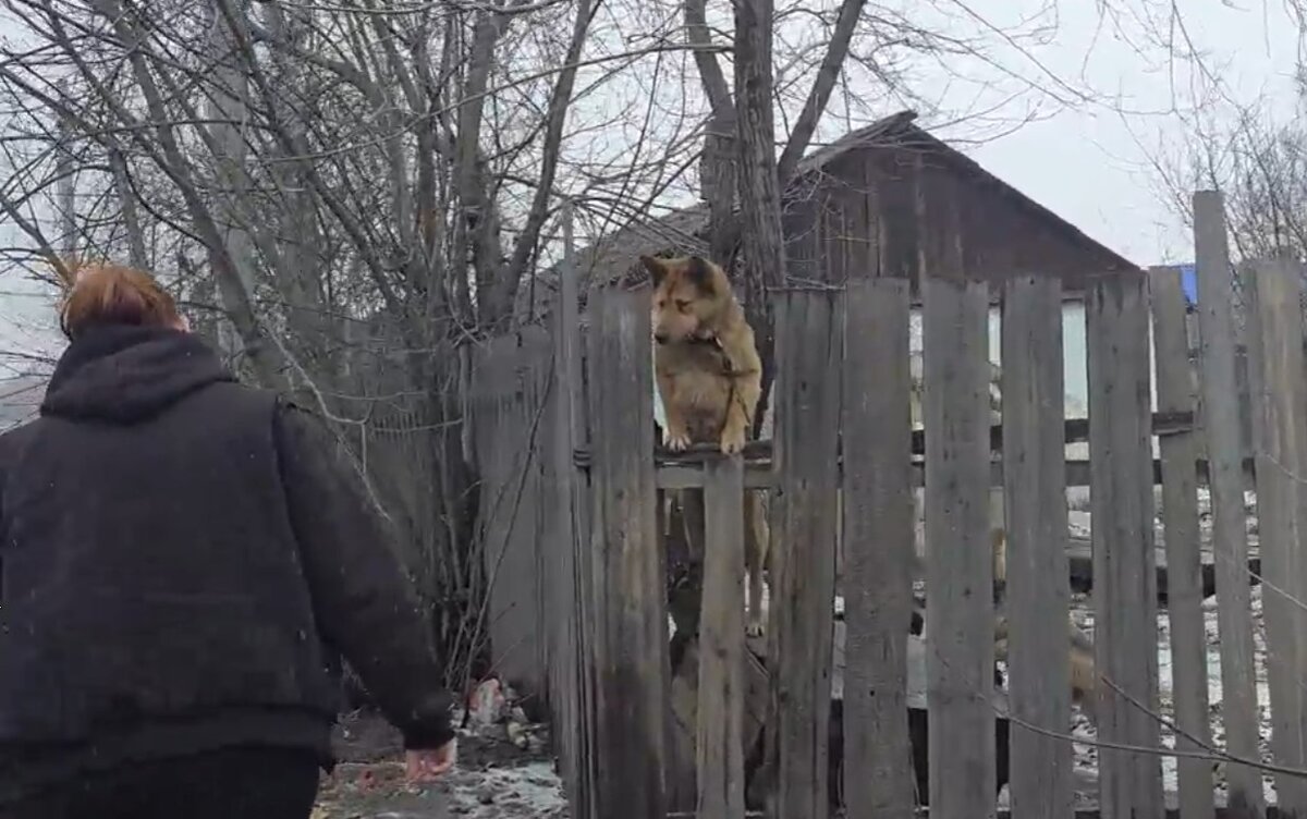 Собачке спасённой из дома ужасов срочно требуется помощь! | Кузбасский  зооволонтер | Дзен