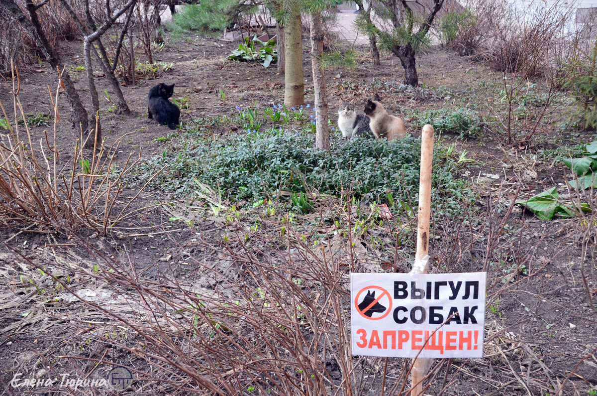 Запрещающий знак: "Выгул собак запрещен!", но кошкам можно. Фото Елены Тюриной. 2024.