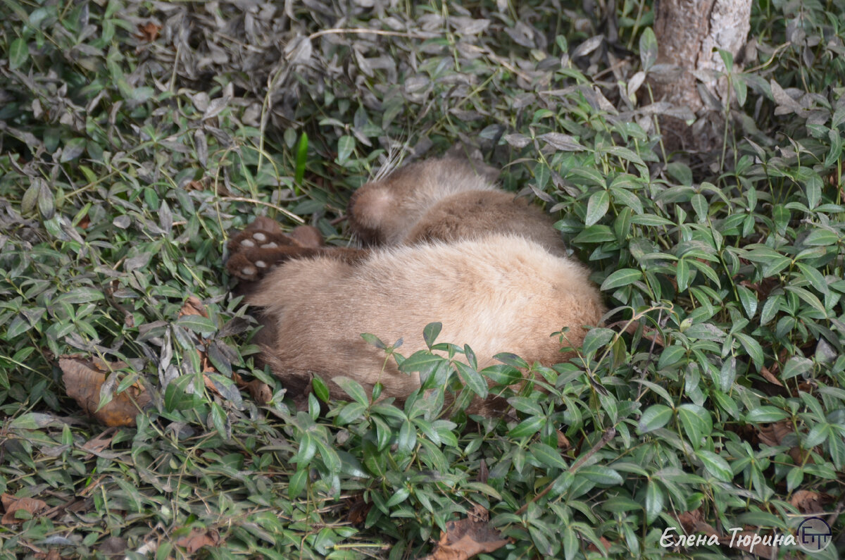 Спящий котик. Фото Елены Тюриной. 2024.