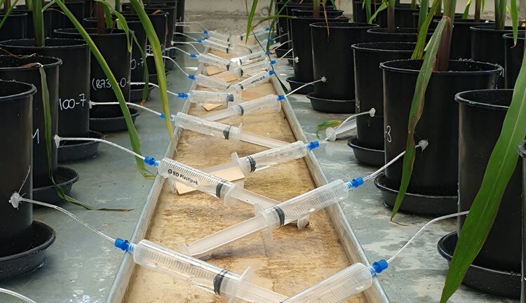    Кукуруза способна очистить почву от мышьяка посредством корневого противоядия