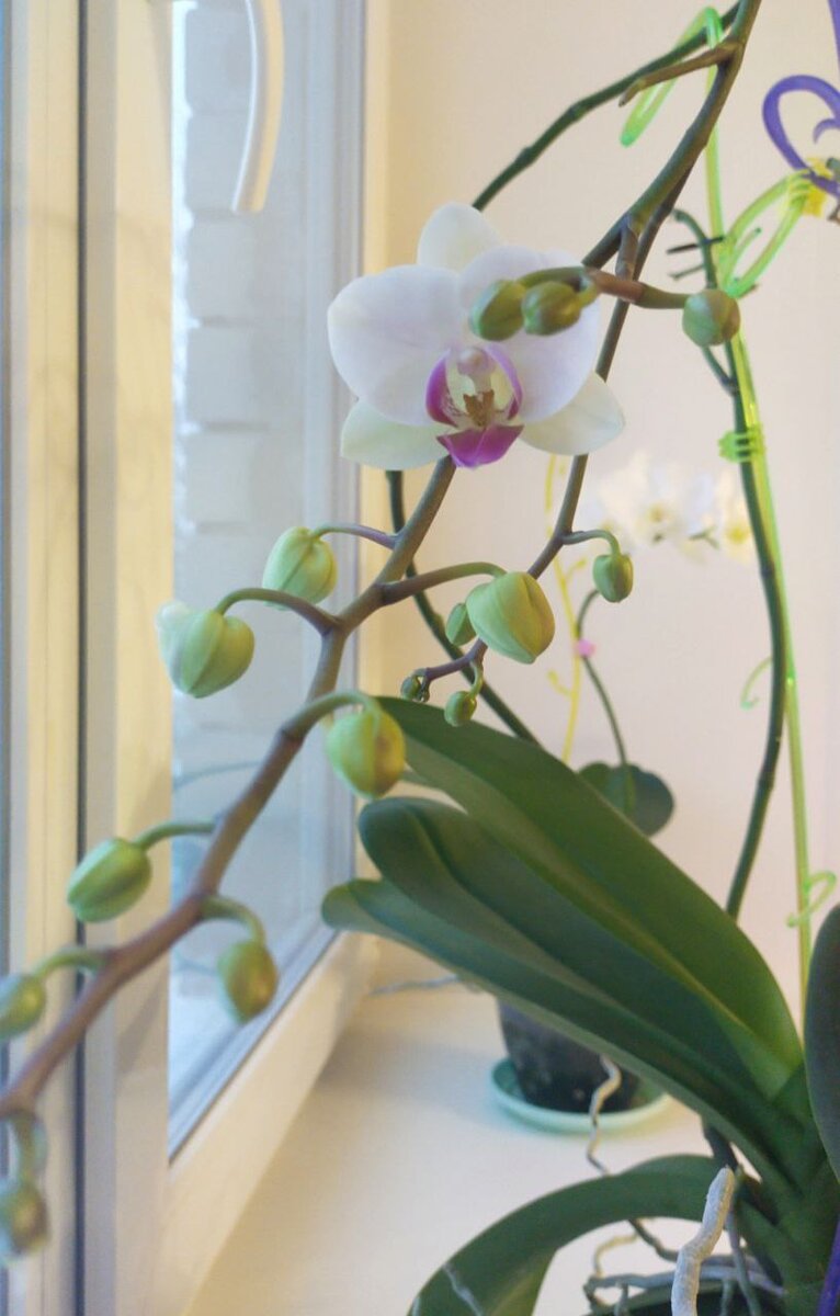 ОРХИДЕЯ 💮 набрала цвет.