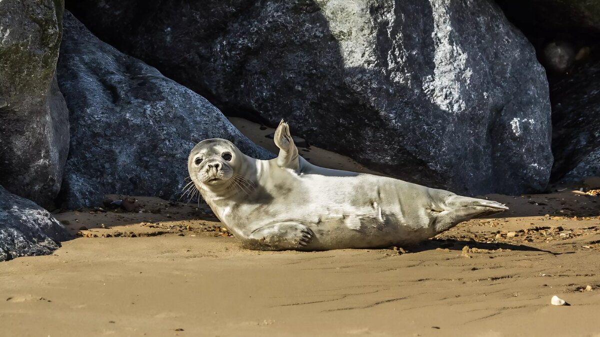     Кто-то худеет к самому жаркому сезону, кто-то «переобувает» машины перед стабильными плюсовыми температурами, а кто-то тюленчик.