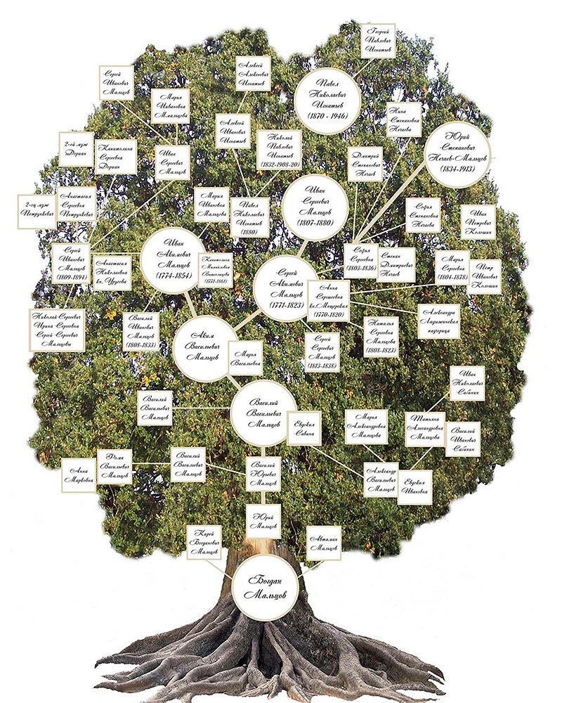 Семейное древо Мальцовых