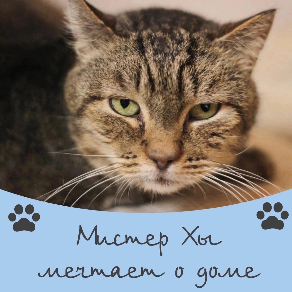 Мистер Хы ищет дом 🐈✨️ | Приют для кошек 