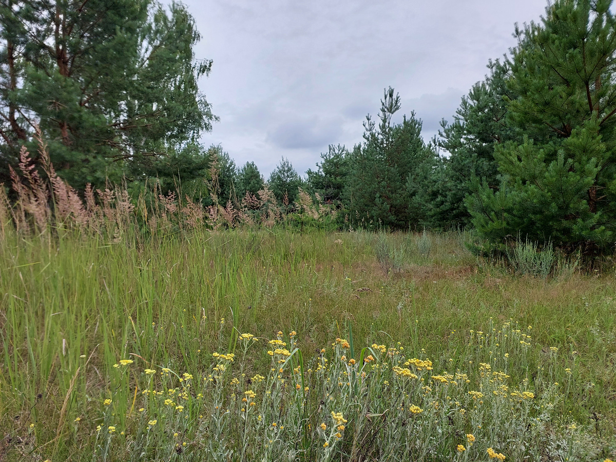 Молодой лес. Фото автора