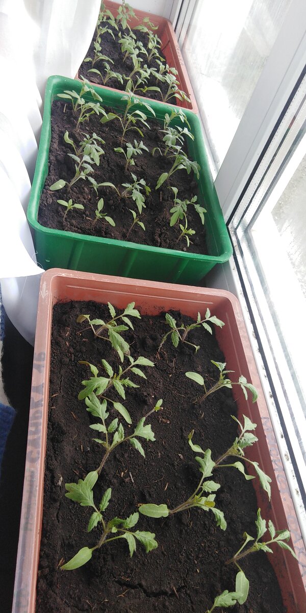 И таких помидор 6 ящиков. 