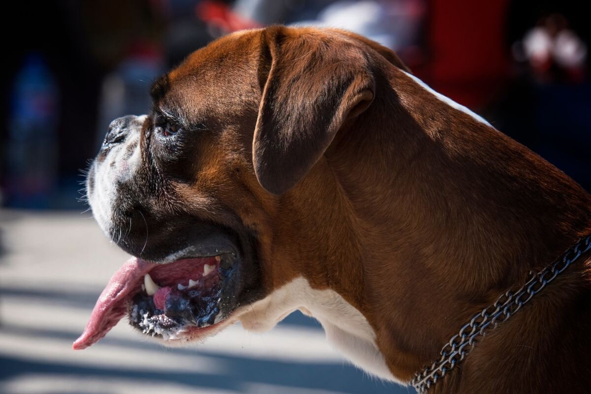 12 самых слюнявых пород собак, которые превратят ваш дом в «бассейн» | Dog  Breeds | Дзен