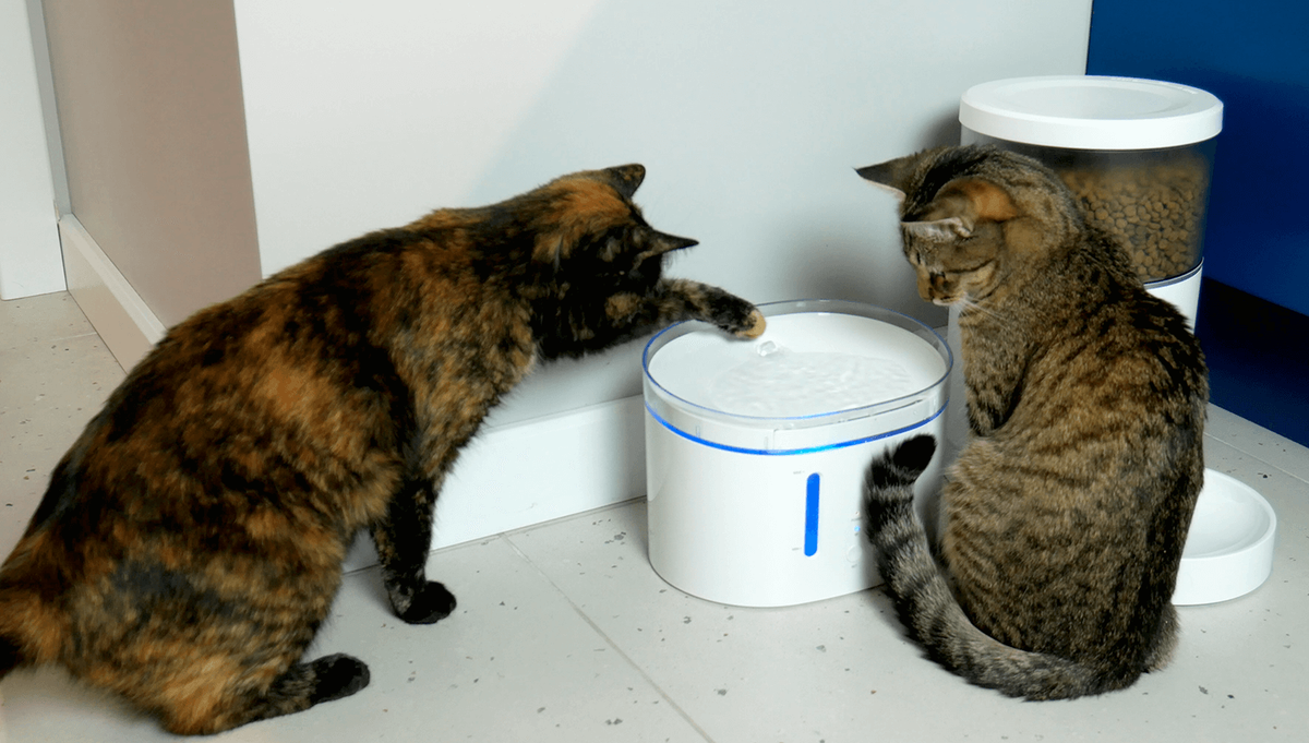 Наши кошки осваивают новые гаджеты 