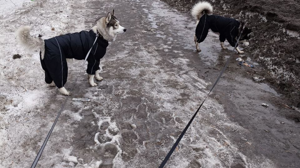 Брошенные хаски бродят по помойкам!