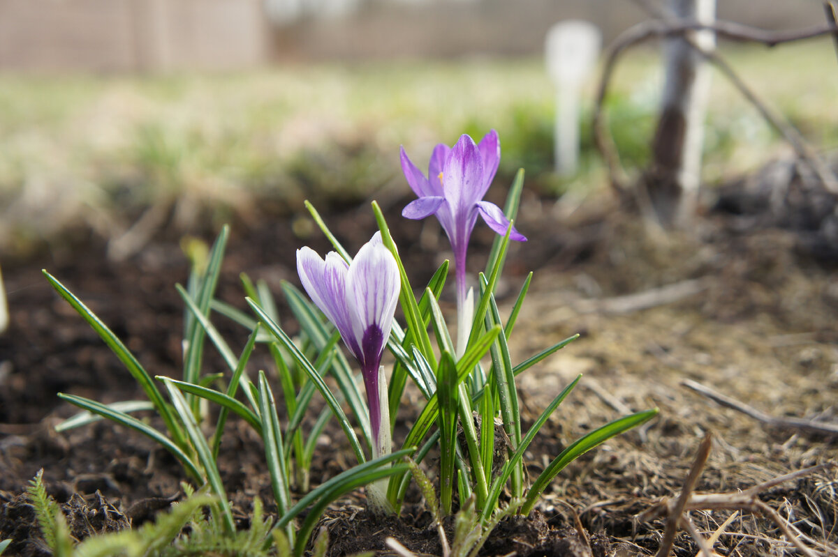 Первые крокусы на участке →