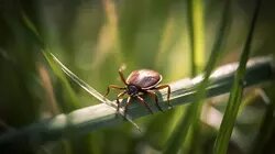 Клещи пробуждаются, ещё не поздно привиться жителям Хабаровского края