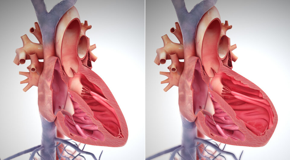   Scientific Animations Wiki Images