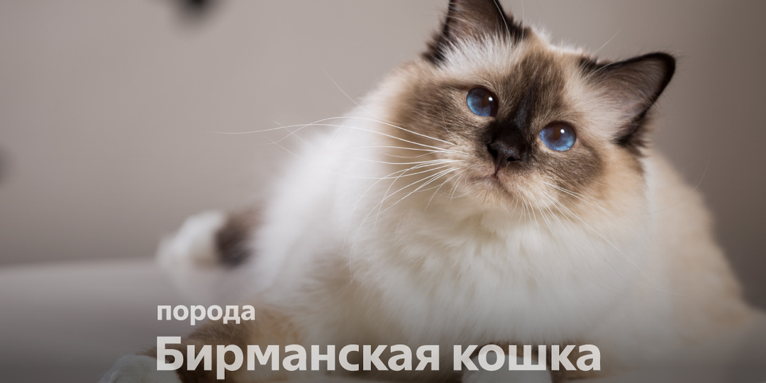 Бирманская кошка, она же священная бирма. Рассказываем, что это за порода