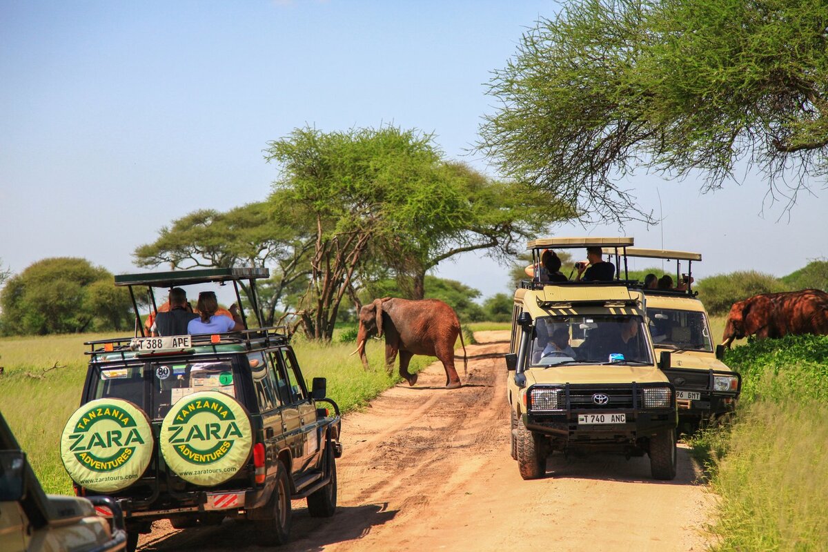 Сафари в танзании парк серенгети. Настоящее сафари. Настоящее сафари. Сафари тур в танзании. Сафари тур в танзании.