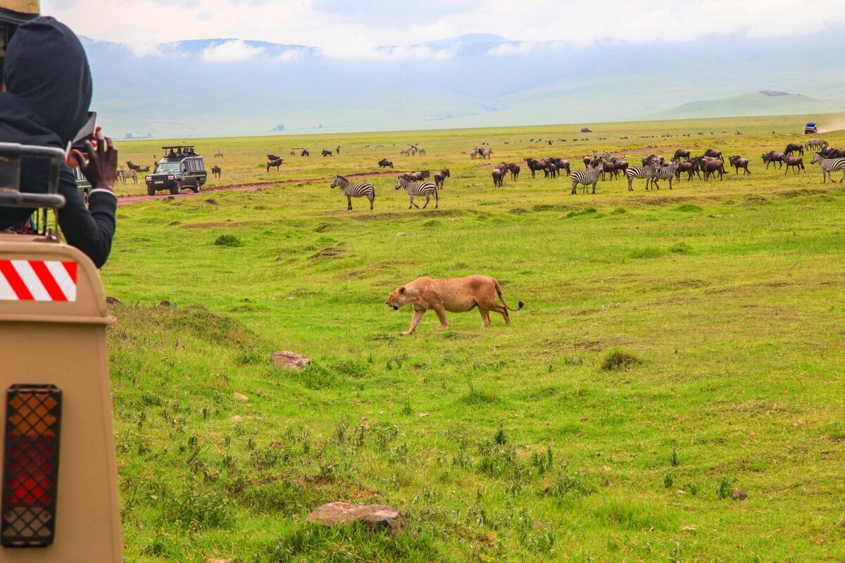 Джип сафари турция. Парк чобе в африке. Танзания занзибар сафари. Настоящее сафари. Африка найроби сафари.