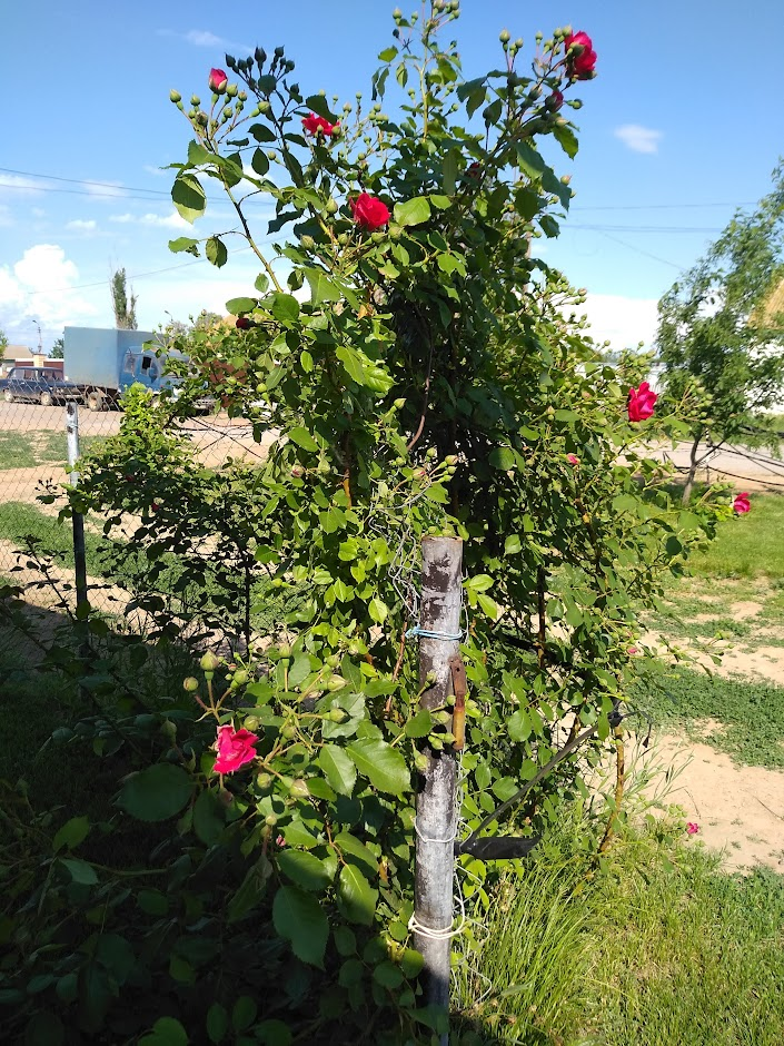 Кустовая роза