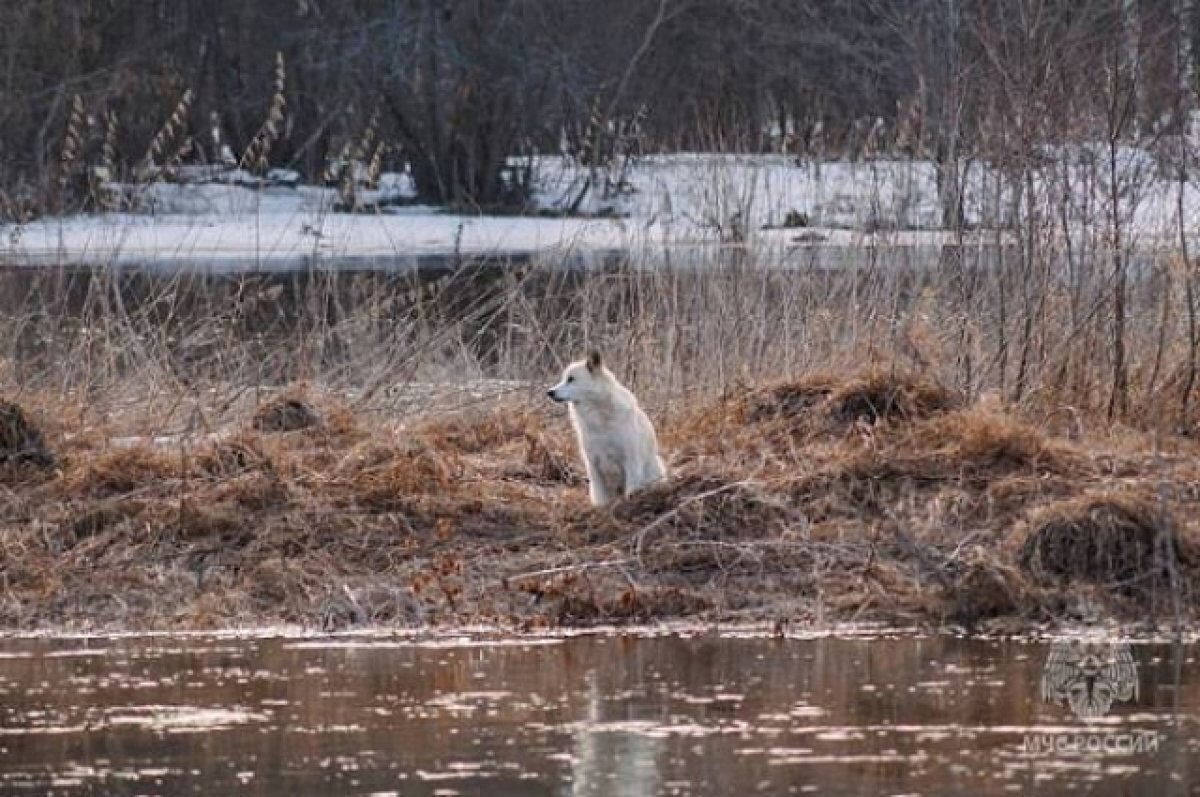    В Ивановской области с затопленного островка спасли собаку
