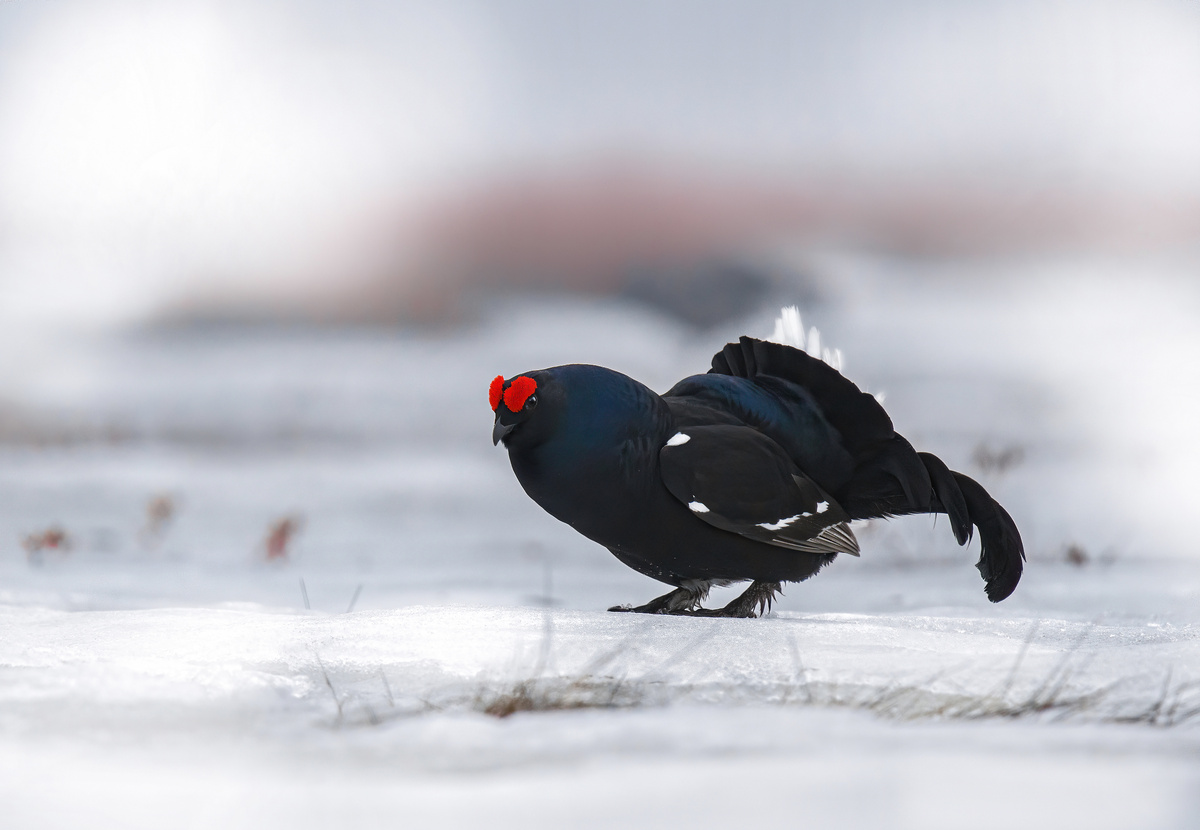 Косач - красавец