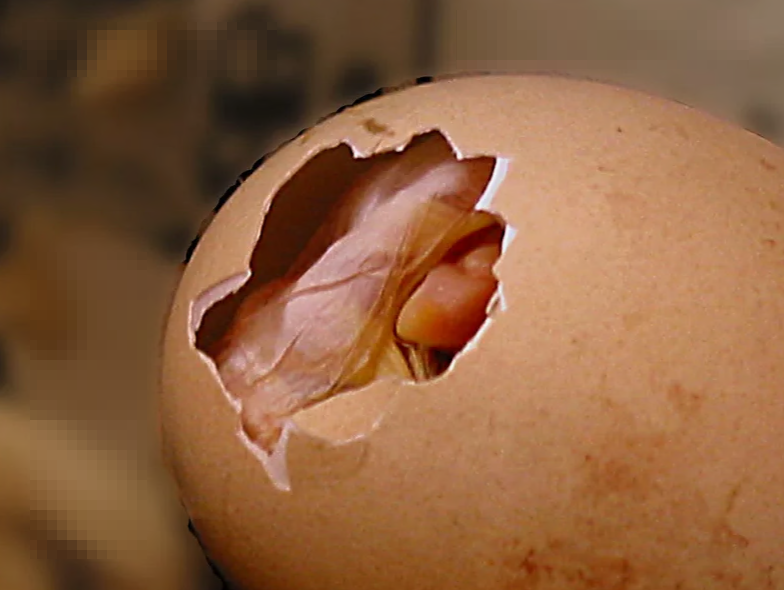 Когда клюв виден из яйца, в помощи, скорее всего, необходимости нет