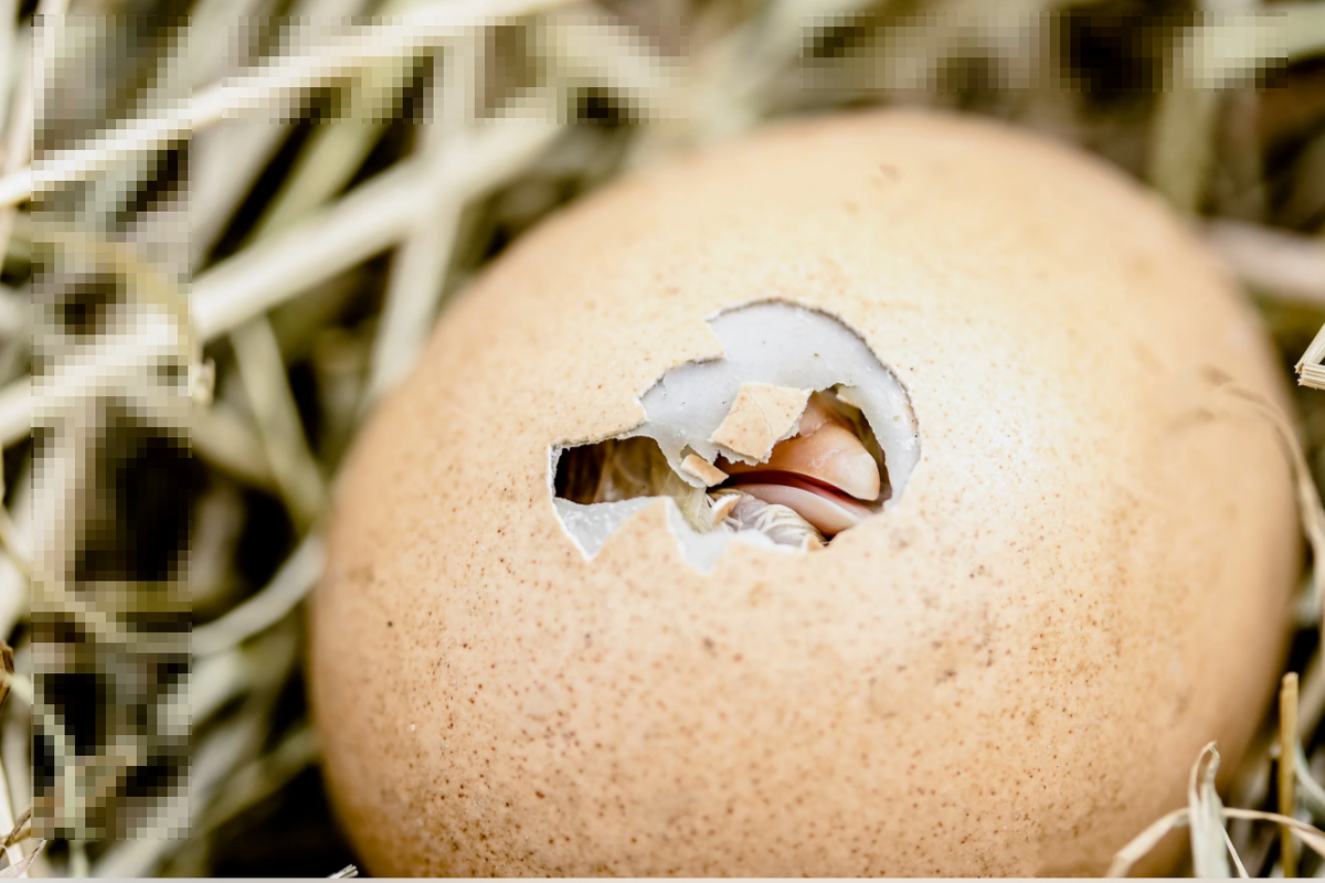 Оказывать помощь при вылуплении можно только если есть наклёв яйца