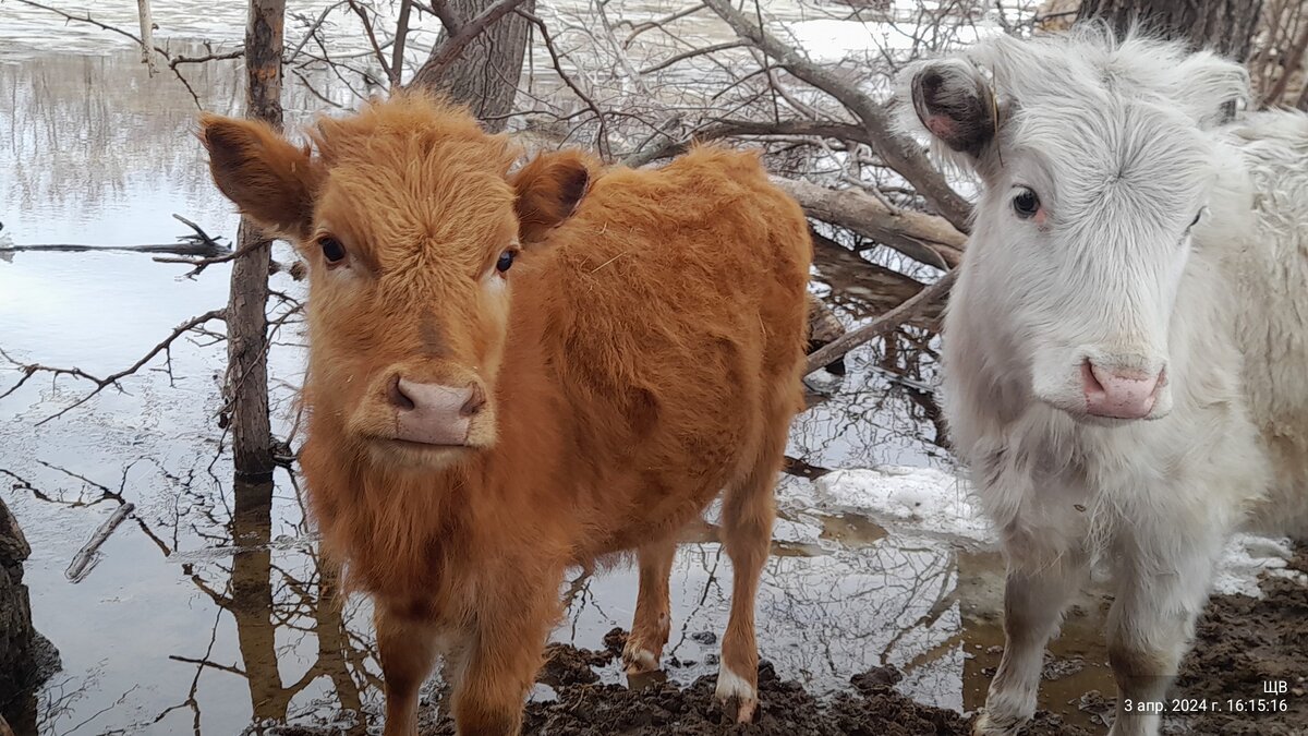 две красоты)))