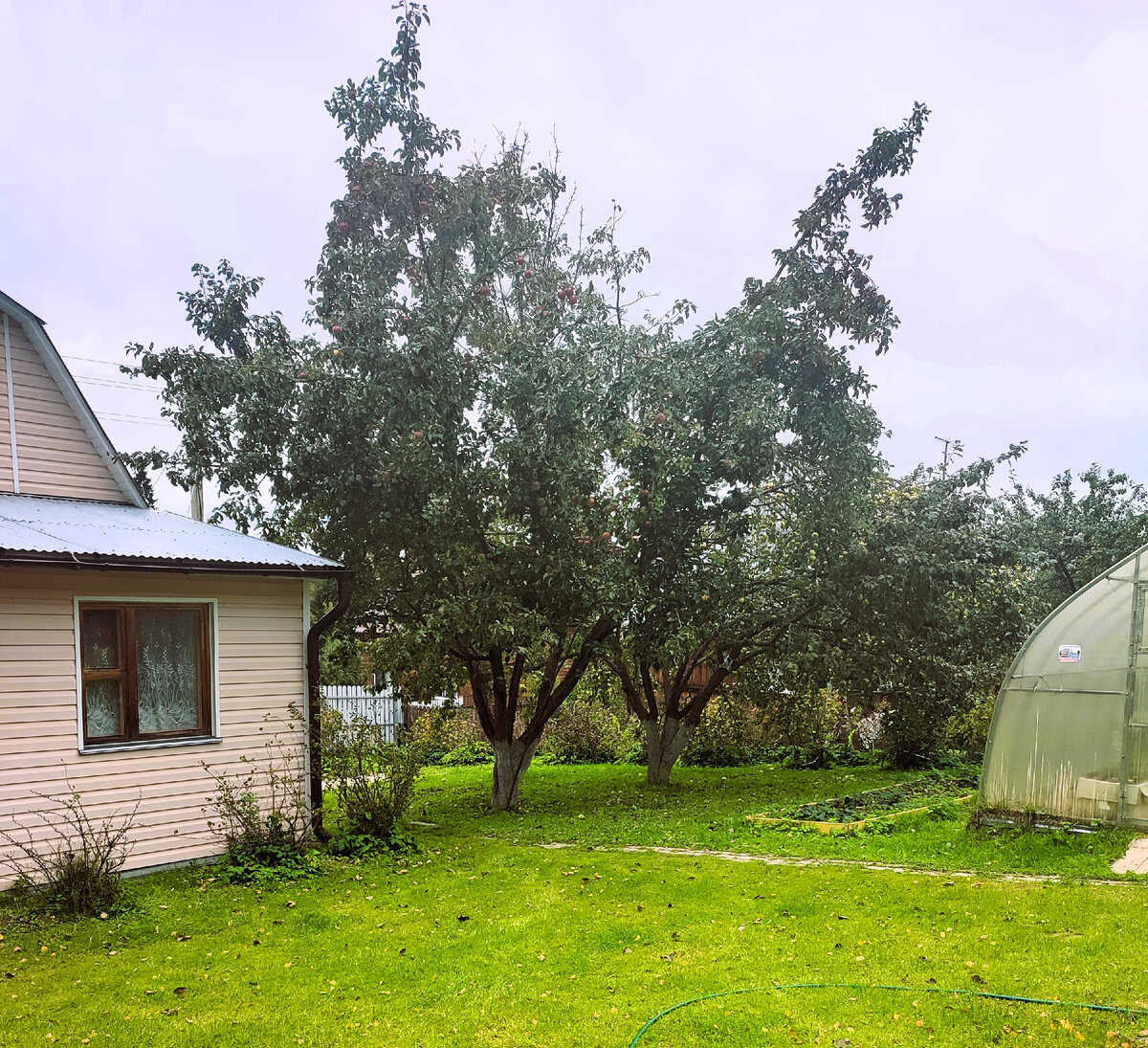 Слева - та самая яблоня перед обрезкой.