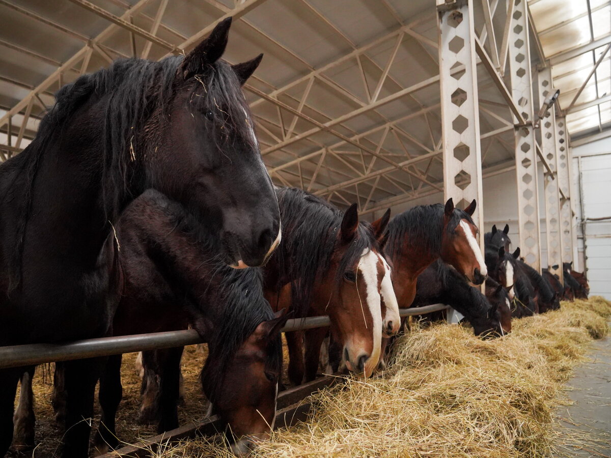    На гранты «Агростартапа» в Ивановской области выделено 78 млн рублей