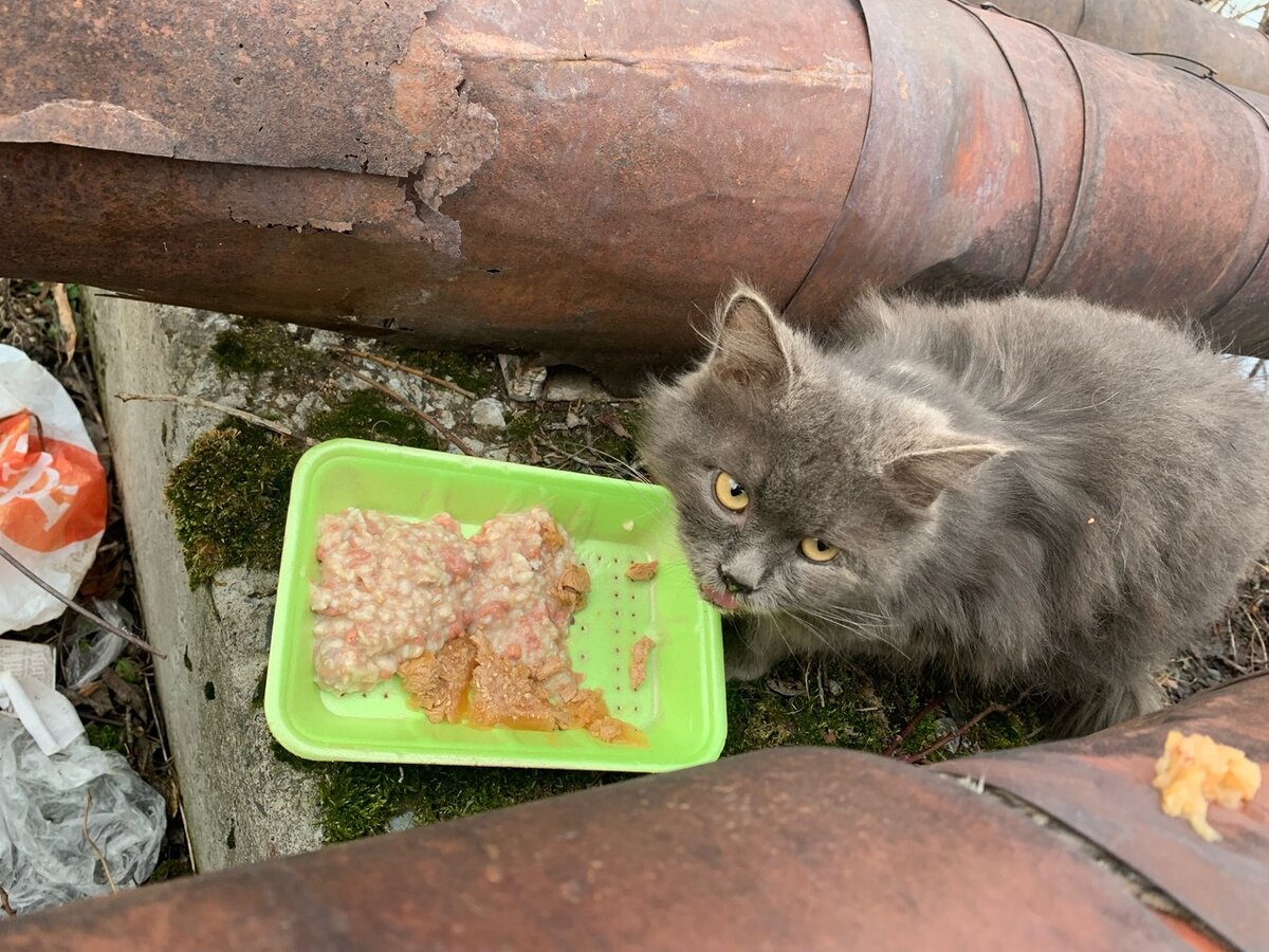 Сейчас мы можем поддержать его только едой. Стараемся найти передержку.